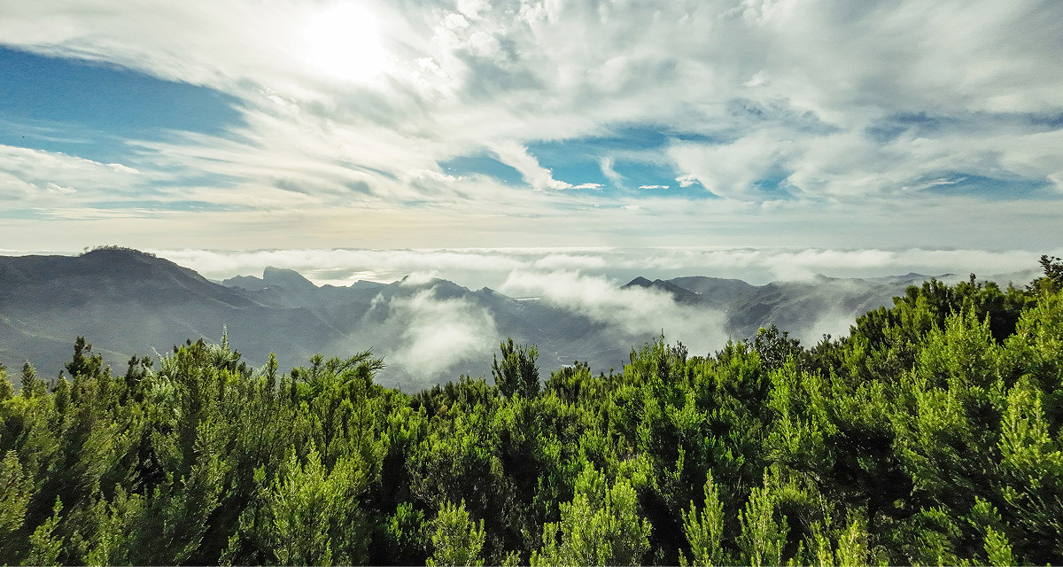 Nemnormális útjaim - mélazöld tenerife